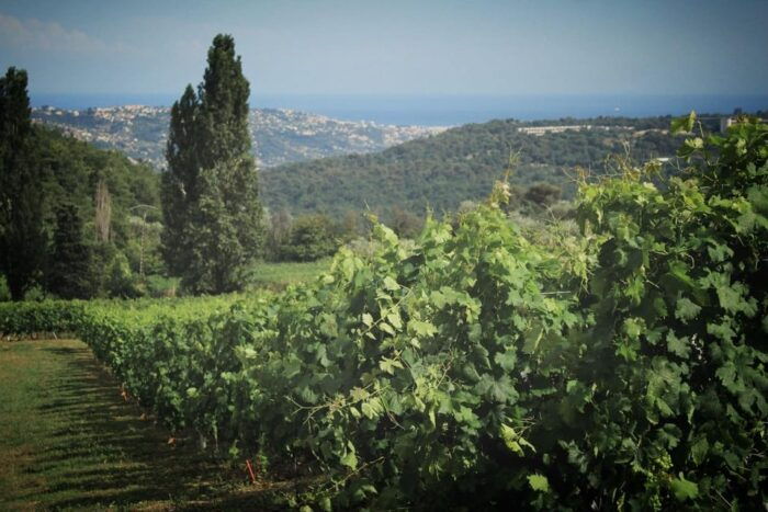 Grasse, Gourdon and Local Wine Tasting - Tips for an Enjoyable Day in the French Riviera
