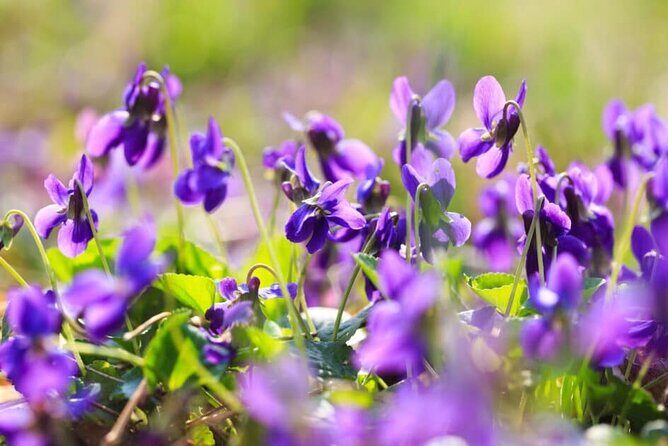 Grasse, Gourdon, Tourrettes sur Loup, Saint Paul de Vence - Good To Know