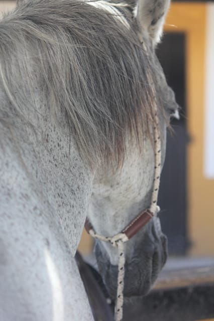 Grau Du Roi: Horseback Riding in the Camargue - Key Points