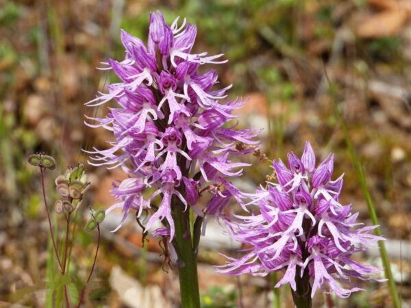 Gravina Di Laterza: Discover the Largest Canyon in Europe - Important Information