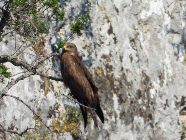 Gravina Di Laterza: Discover the Largest Canyon in Europe - The Sum Up