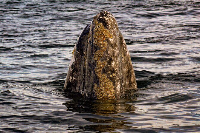 Gray Whale Journey: 10-Hour Tour with 3 Hours of Whale Watching - Good To Know