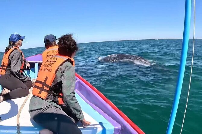 Gray Whale Tour Private Group from La Paz Limited to 8 - Good To Know
