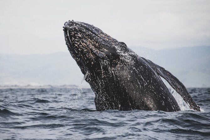 Gray Whale Tour Private Group from La Paz Limited to 8 - Authentic Experiences and Unique Highlights