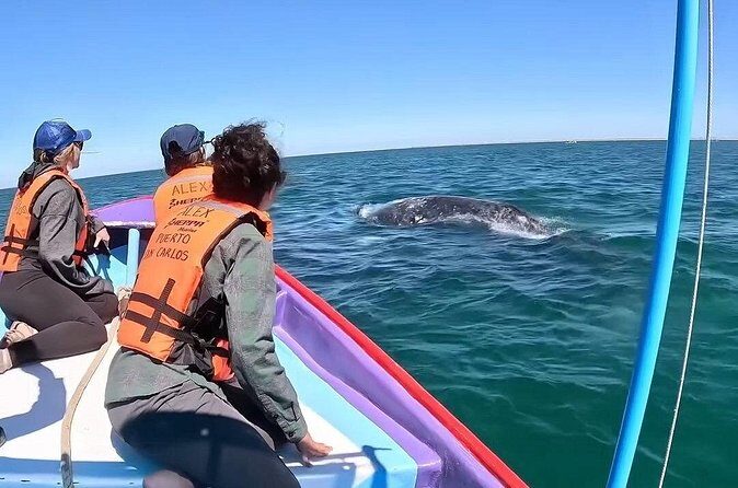 Gray Whale Tour Private Group from La Paz Limited to 8 - What We Love About This Tour