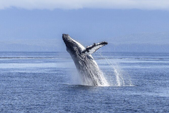 Gray Whale Tour Private Group from La Paz Limited to 8 - Who Would Enjoy This Tour?