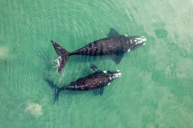 Gray Whale Tour Private Group from La Paz Limited to 8 - The Sum Up