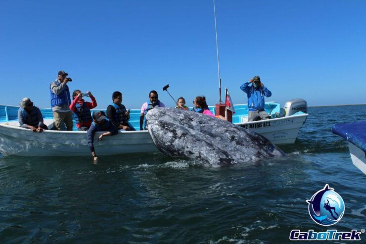 Gray Whale-Watching 2-Day Experience in Magdalena Bay - Booking Information