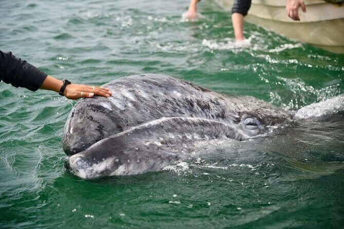 Gray Whale Watching Expedition at Magdalena Bay - Good To Know