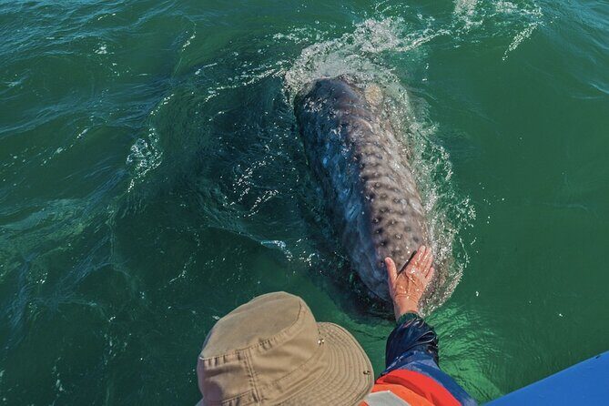 Gray Whale Watching Expedition at Magdalena Bay - The Sum Up