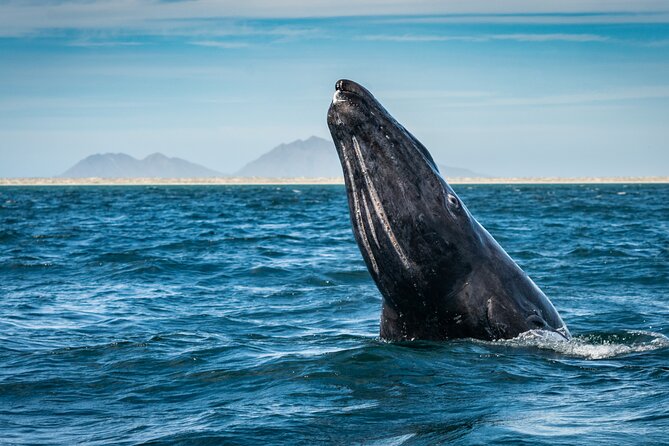 Gray Whale Watching Expedition at Magdalena Bay - Inclusions and Logistics