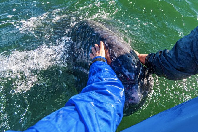 Gray Whale Watching Expedition at Magdalena Bay - Meeting and Pickup Information