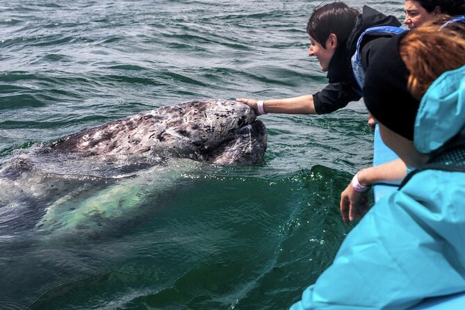 Gray Whale Watching Expedition at Magdalena Bay - Experience and Requirements