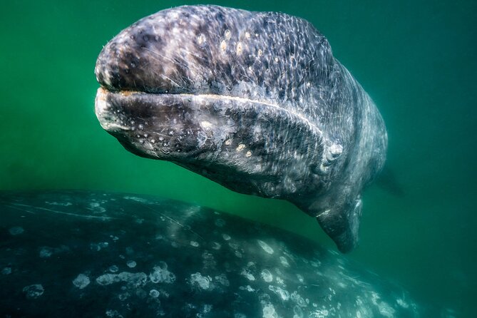 Gray Whale Watching Expedition at Magdalena Bay - Cancellation Policy