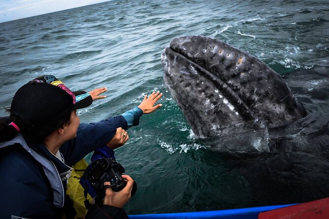 Gray Whale Watching Expedition at Magdalena Bay - Directions