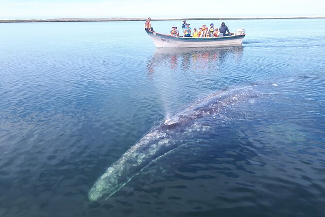 Gray Whale Watching Expedition at Magdalena Bay - Common Questions