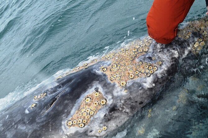 Gray Whale Watching in Bahia Magdalena - What Makes This Tour Stand Out?