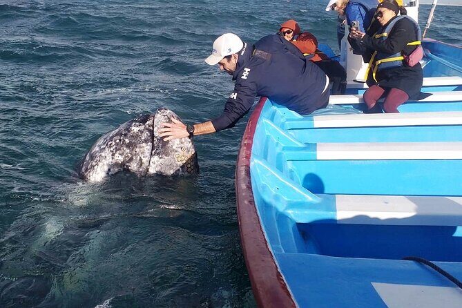 Gray Whale Watching in Bahia Magdalena - The Sum Up