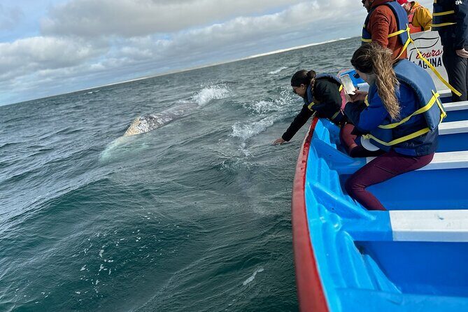 Gray Whale Watching in Bahia Magdalena - FAQ