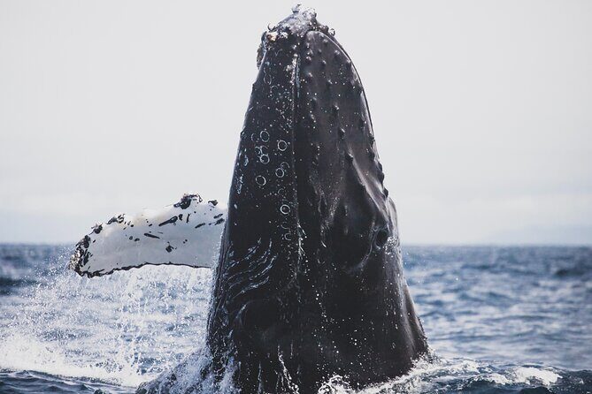 Gray Whale watching in Magdalena Bay From Los Cabos - Good To Know