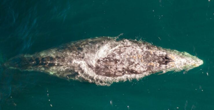 Gray Whale Watching in Puerto Chale. - Booking Details