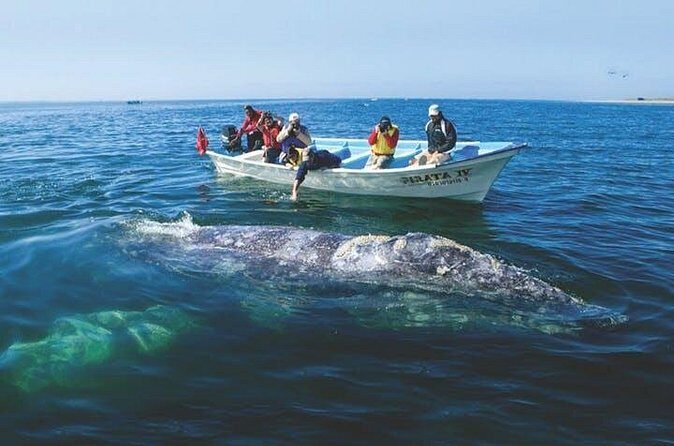 Gray Whale Watching Tour at Lopez Mateos - FAQs