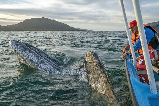 Gray Whales Watching in Magdalena Bay - Good To Know