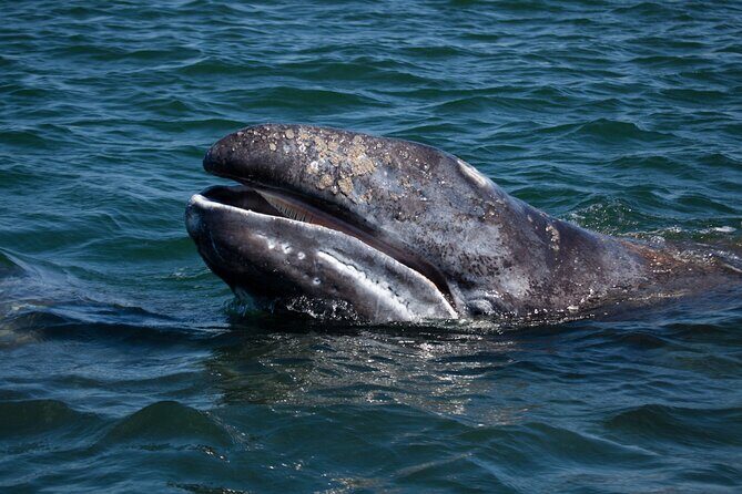 Gray Whales Watching in Magdalena Bay - A Closer Look at the Experience
