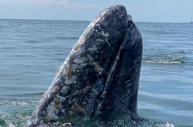 Gray Whales Watching in Magdalena Bay - Final Thoughts
