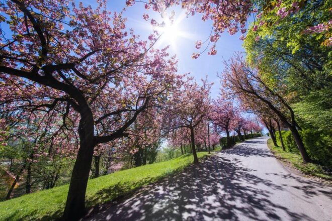 Graz: Insta-Perfect Walk With a Local - Charming Neighborhoods and Markets
