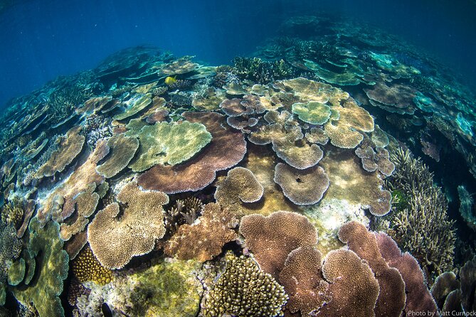 Great Barrier Reef and MOUA Cruise From Townsville or Magnetic Island - Background
