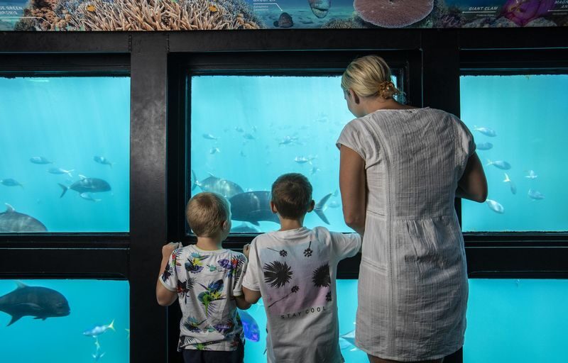 Great Barrier Reef Cruise from Airlie Beach or Daydream Island - Hardy Reef is the reason to make the trip