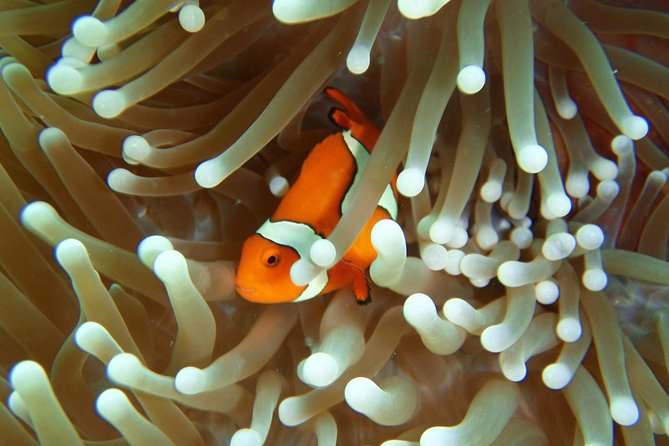 Great Barrier Reef Cruise From Townsville or Magnetic Island - Cancellation Policy and Reviews