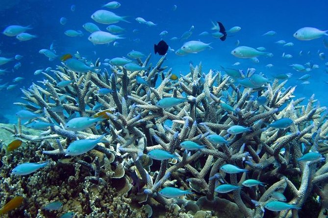 Great Barrier Reef Cruise From Townsville or Magnetic Island - Departure Points