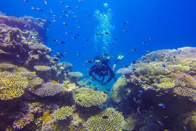 Great Barrier Reef Cruise From Townsville or Magnetic Island - Customer Feedback
