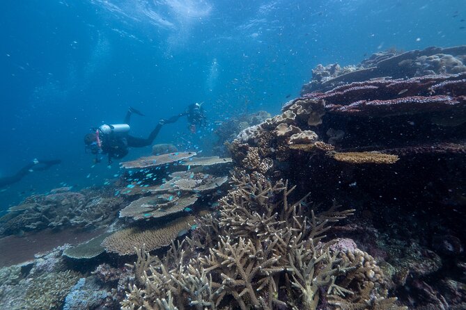 Great Barrier Reef Full-Day Snorkeling Cruise From Cairns  - Cairns & the Tropical North - Staff and Service