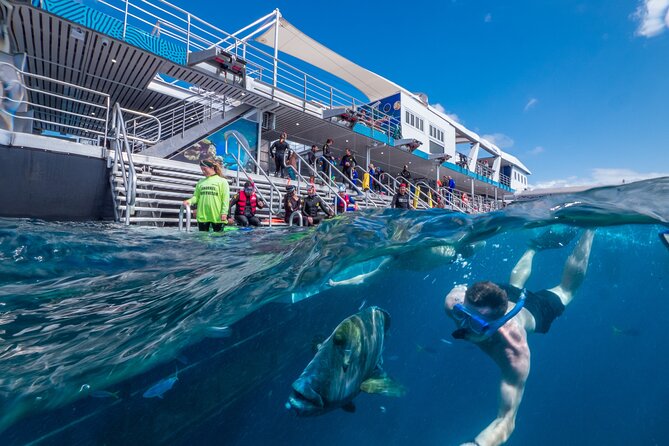Great Barrier Reef Full-Day Snorkeling Cruise From Cairns  - Cairns & the Tropical North - The Sum Up