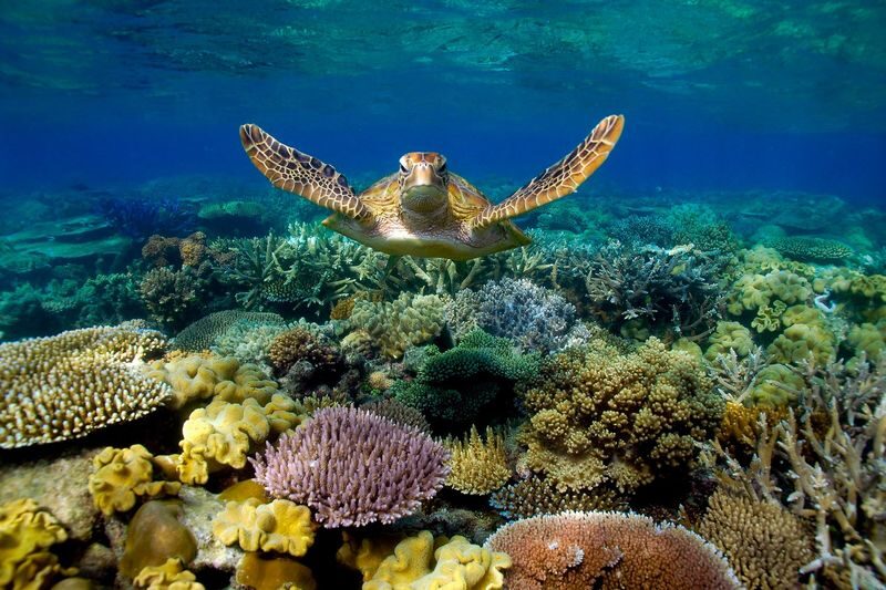 Great Barrier Reef Half Day and Full Day Tours - Check-in, packing and practical details