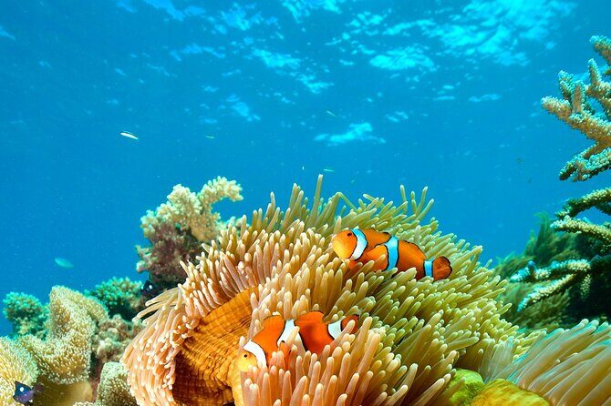 Great Barrier Reef Indulgence Package from Cairns - Practicalities and Tips