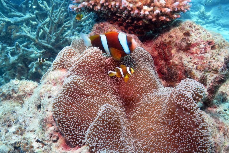 Great Barrier Reef Pontoon from Cairns including Snorkelling - The boat ride and seasickness