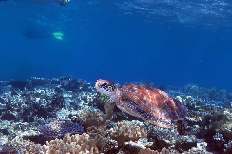 Great Barrier Reef Pontoon from Cairns including Snorkelling - What the price includes, and what costs extra