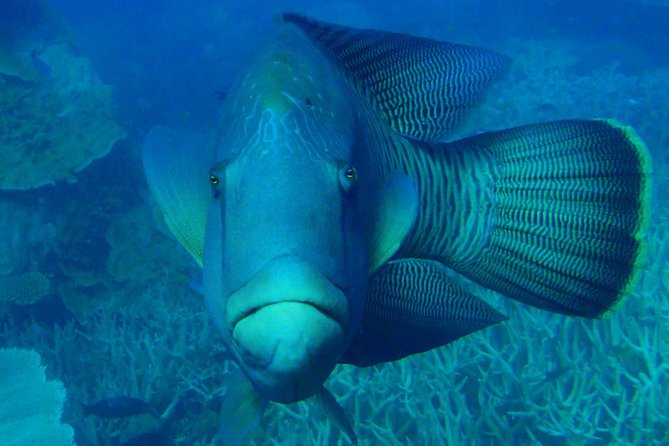 Great Barrier Reef Private Expedition Cruise (Min 4 Day Max 8 Guests) - Common Questions