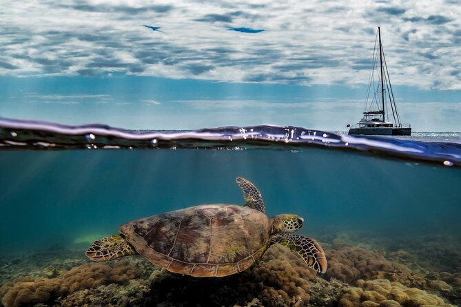 Great Barrier Reef Sailing and Snorkeling Cruise From Port Douglas - Positive Reviews