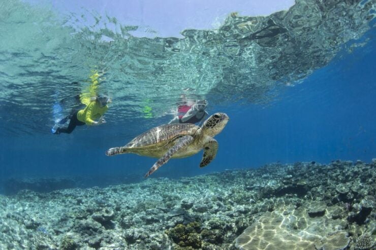 Great Barrier Reef Snorkel & Dive Full-Day Adventure - Activity Details