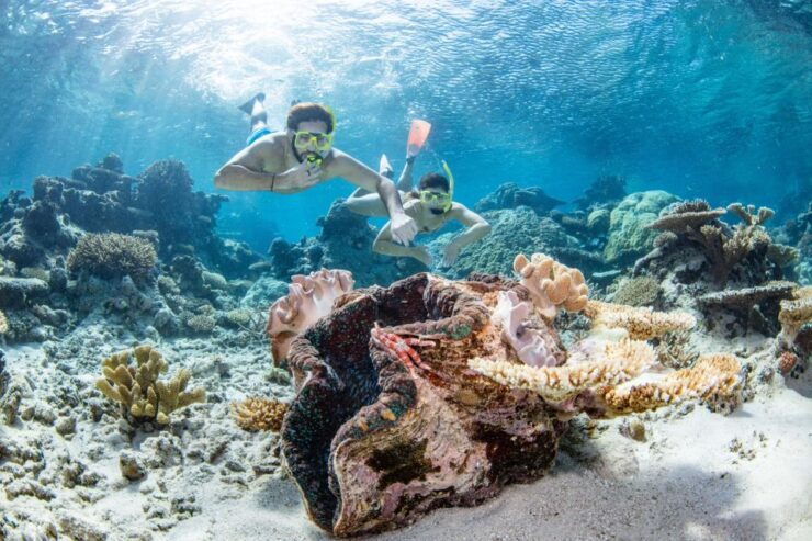 Great Barrier Reef Snorkel & Dive Full-Day Adventure - Snorkeling and Diving Experiences