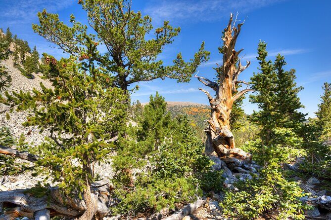 Great Basin National Park Self-Guided Audio Tour - Why This Tour Offers Great Value