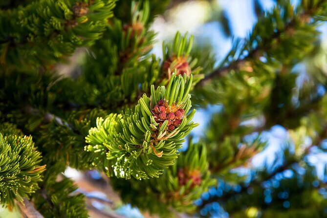 Great Basin National Park Self-Guided Audio Tour - The Sum Up