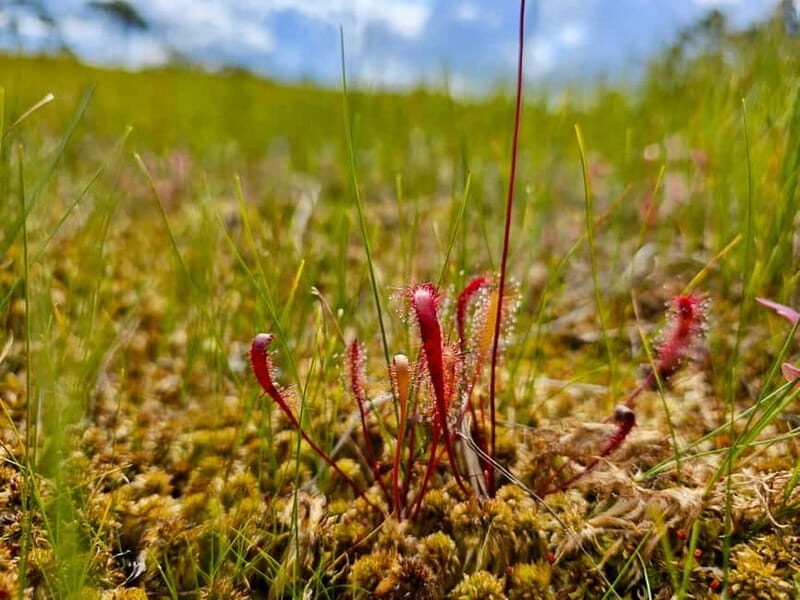 Great emeri Bog & Swamp Forest Hiking Adventure - Frequently Asked Questions