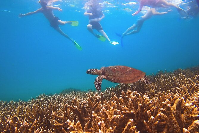 Great Keppel Island Day Trip With Lunch - Inclusions: Lunch, Alcoholic Beverages, Fees and Taxes