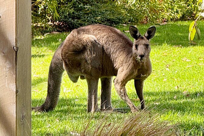 Great Ocean Road 1 Day Luxury Private Tour - The Ultimate Guide to the Great Ocean Road Luxury Private Tour